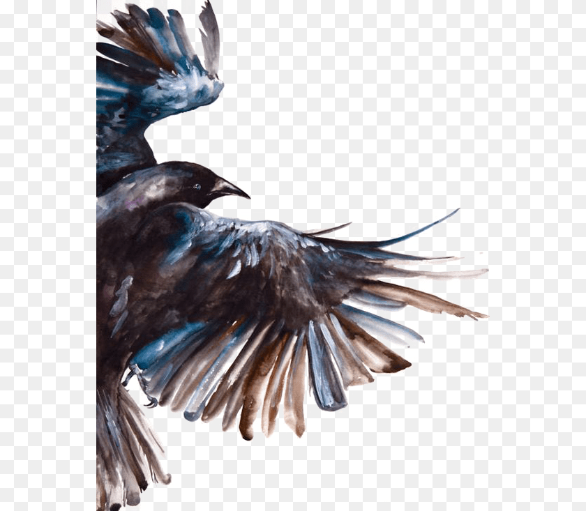 564x733 Clipart Freeuse Common Raven Bird Painting Watercolor Crow, Animal, Blackbird, Flying Sticker PNG