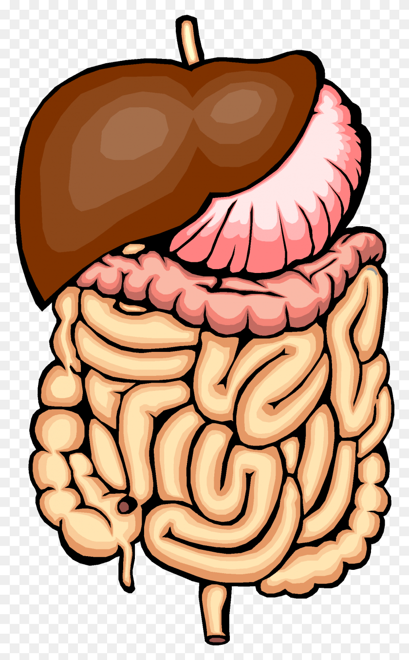 1364x2263 Clipart Info Intestines Clipart, Teeth, Mouth, Lip HD PNG Download