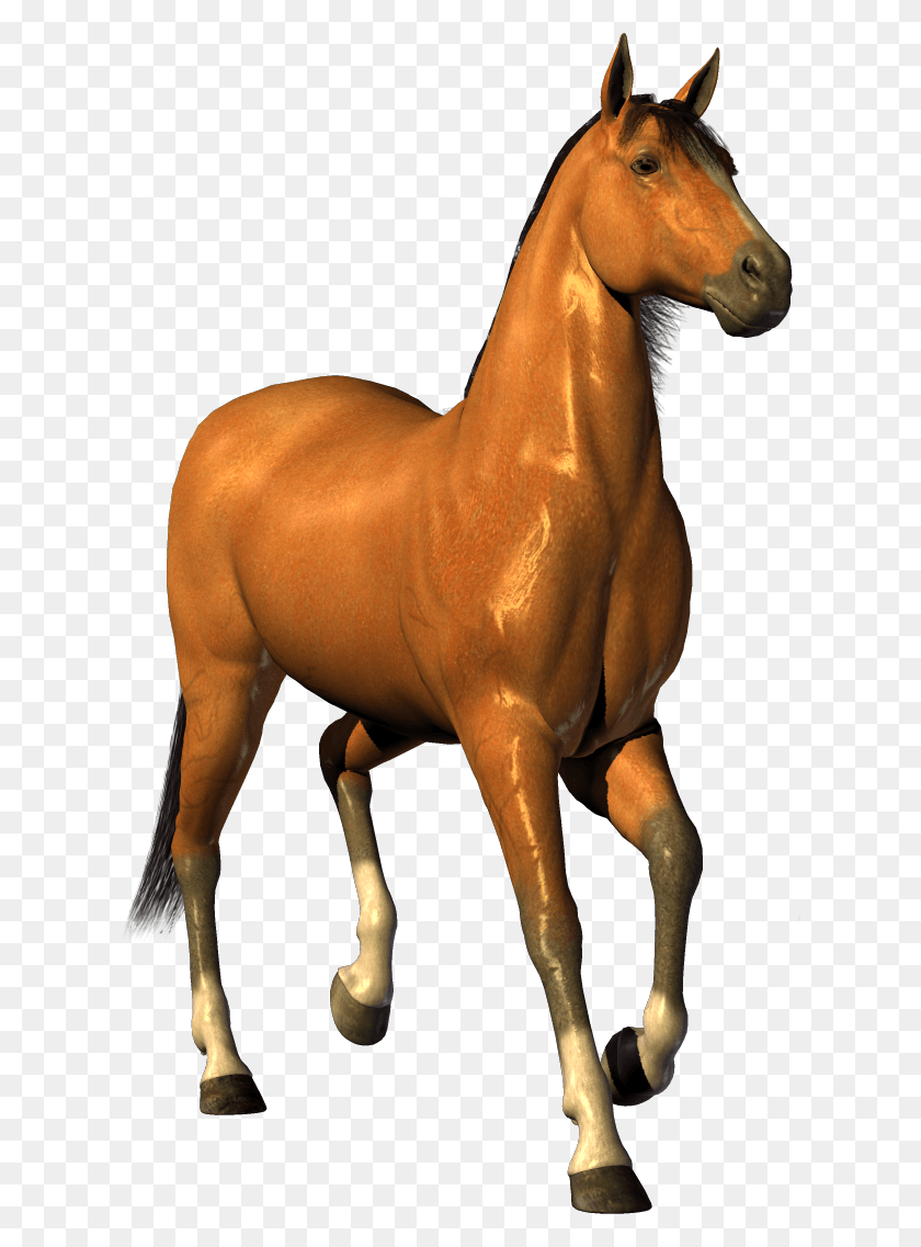 620x1077 Клипарт Информация Настоящая Лошадь Картинки, Млекопитающее, Животное, Жеребенок Лошадь Hd Png Скачать