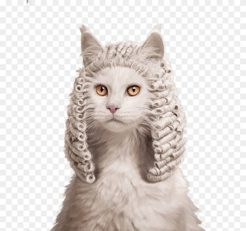 658x790 Clipart Library Kitten Cat Judge Ruf Animal Judge, Mammal, Pet, Art, Angora PNG