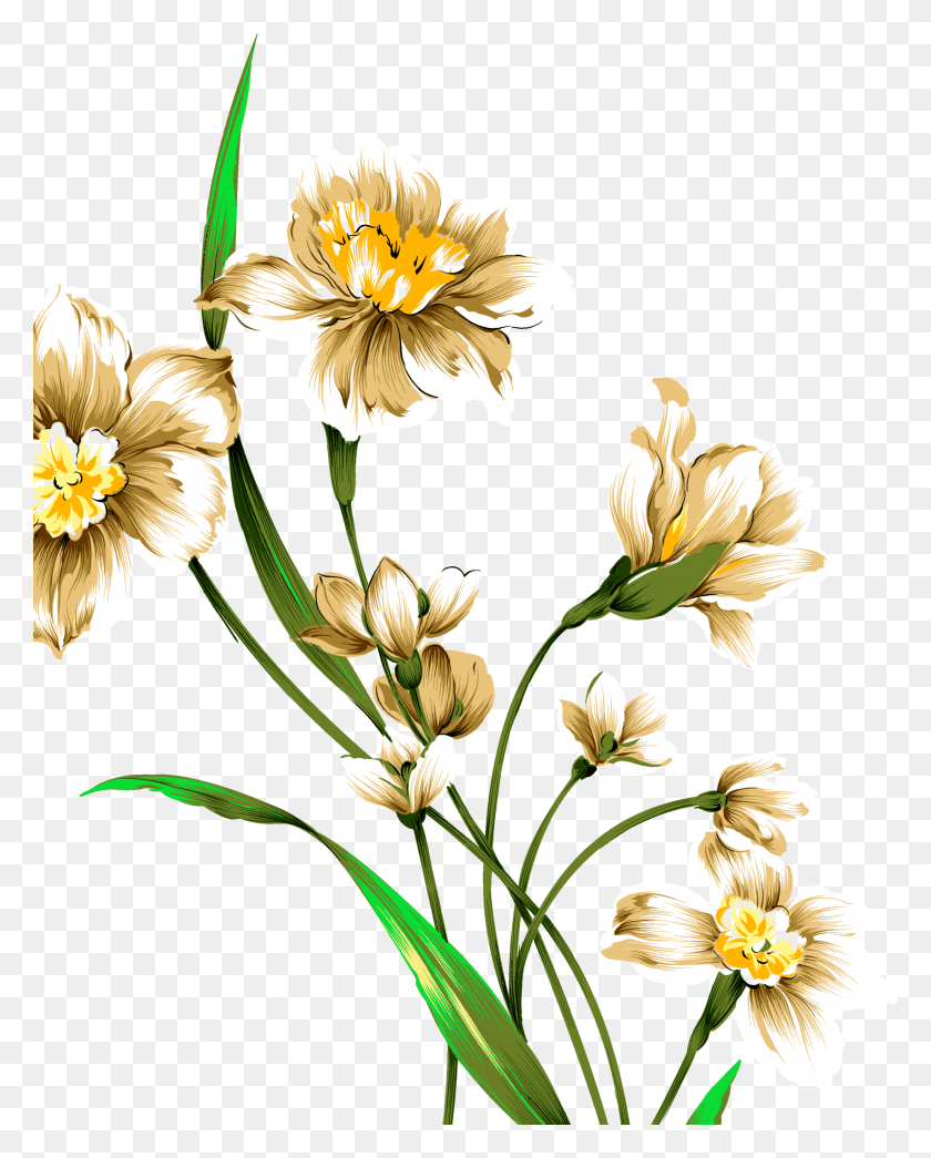 1704x2152 Clipart Library Library Narcissus Tazetta Painting Flowers Watercolor Drawing, Plant, Flower, Blossom HD PNG Download