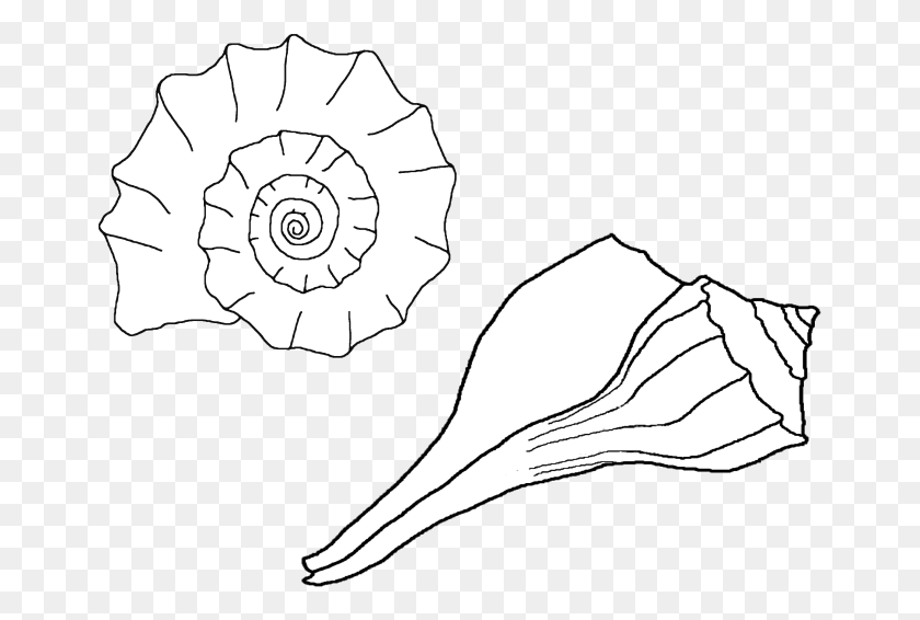 661x506 Clipart Library Sea Shells Drawing At Getdrawings Com Sketch, Sea Life, Animal, Invertebrate HD PNG Download