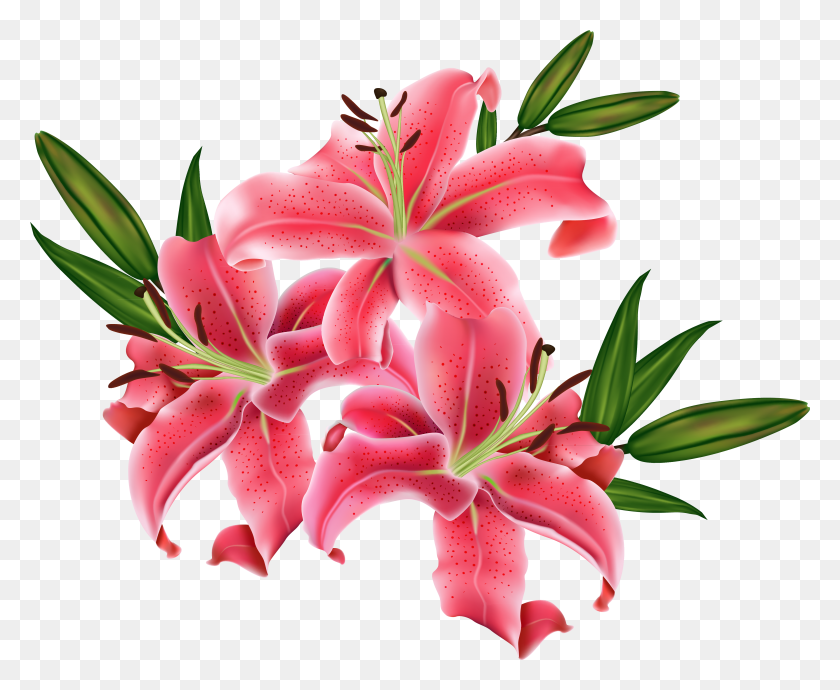 4230x3420 Clipart Lilies Clipart Freeuse Lilium HD PNG Download