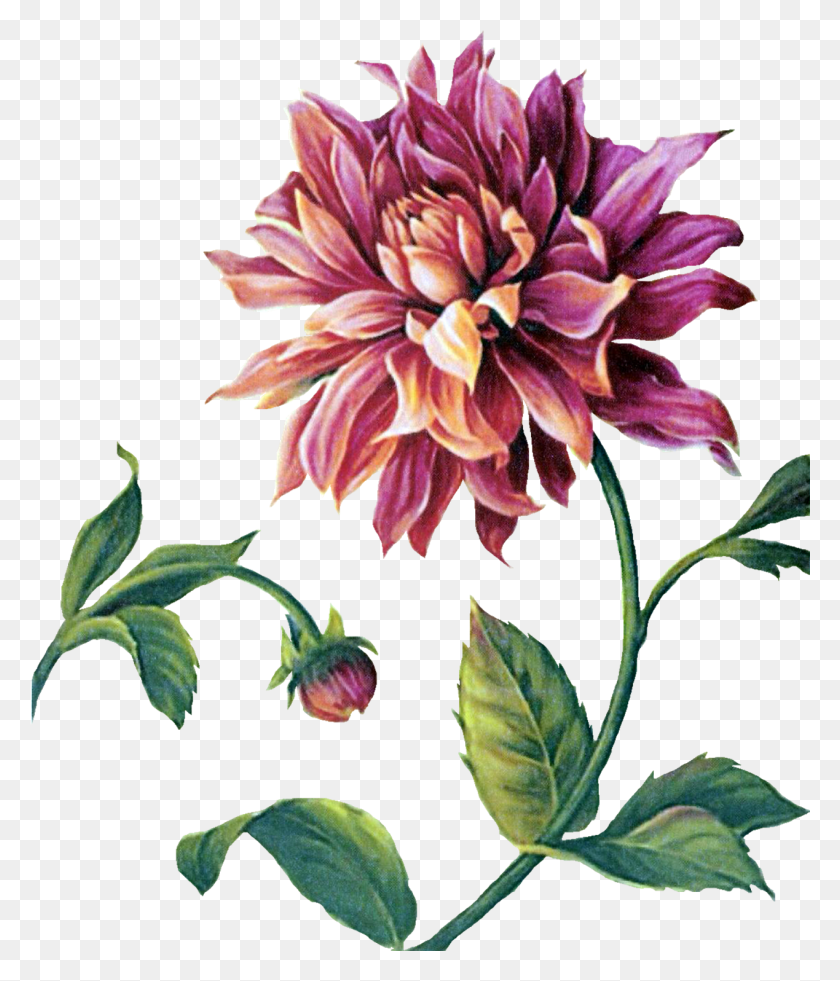 1269x1499 Clipart Lisa Audit Watercolor Floral Botanical, Dahlia, Flower, Plant HD PNG Download
