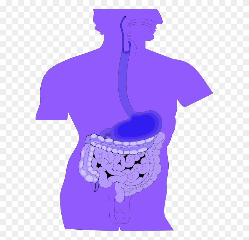 600x751 Clipart Of Digestive System Clipart, Sea Life, Animal, Invertebrate HD PNG Download
