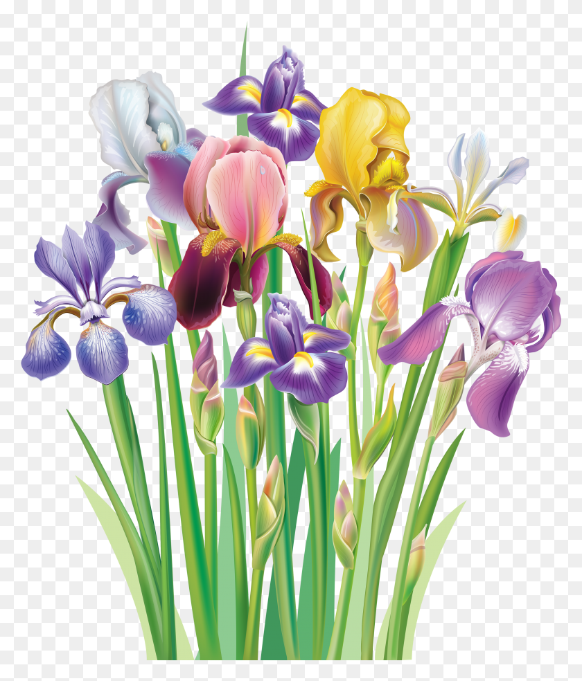 2888x3423 Clipart Of Iris Flower Bouquet Of Flowers Irises HD PNG Download