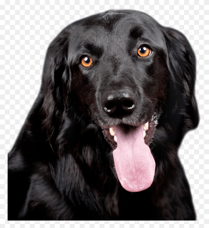 1292x1419 Clipart Photos Black Dog Black Dog, Pet, Canine, Animal HD PNG Download
