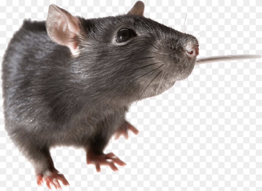 1271x927 Clipart Rat Background Rat Animal, Mammal, Rodent Transparent PNG