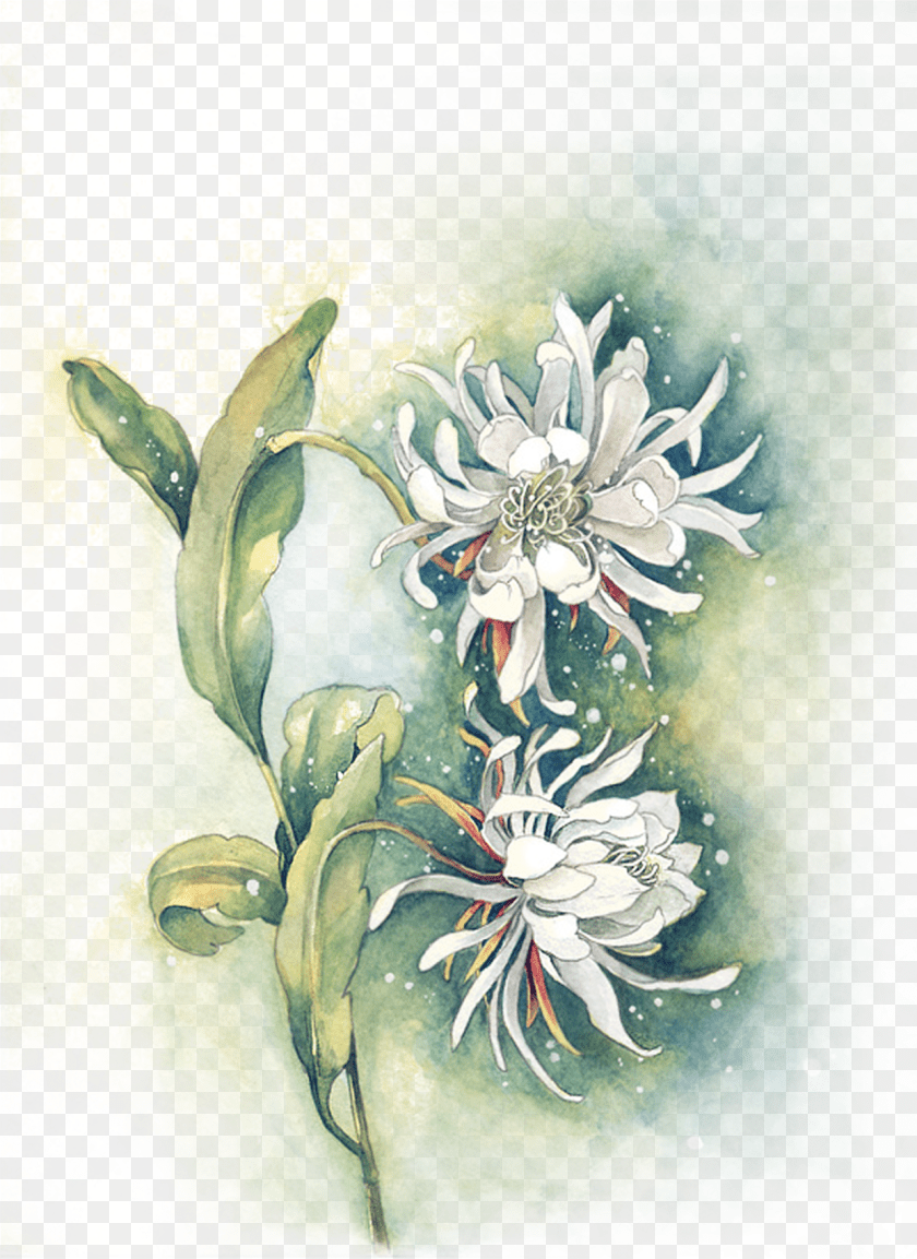 1241x1704 Royalty Edelweiss Drawing Watercolor Watercolor Wash Flower Painting, Art, Floral Design, Graphics, Pattern Clipart PNG