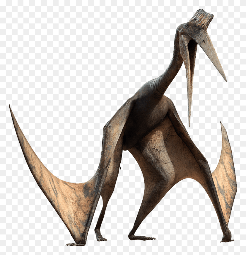 864x898 Clipart Royalty Free Alive Wiki Fandom Powered By Wikia Walking With Dinosaurs The Movie Pterosaur, Animal, Dinosaur, Reptile HD PNG Download