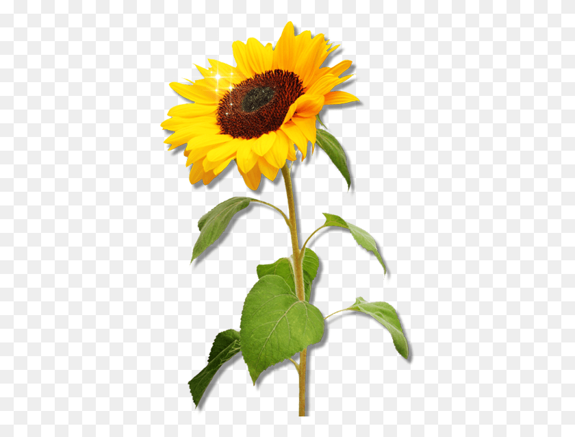 373x578 Clipart Sunflower Real Sunflower Clipart, Plant, Flower, Blossom HD PNG Download