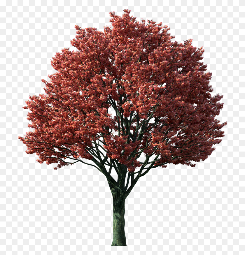 724x815 Descargar Png Clipart Transparente Biblioteca Fall Tree Clipart Japanese Arce Tree Photoshop, Planta, Flor, Blossom Hd Png