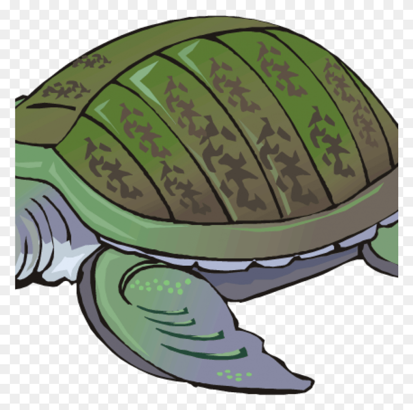 1025x1016 Clipart Turtle Free Turtle Clipart Clip Art For Students Tortoise, Helmet, Clothing, Apparel HD PNG Download