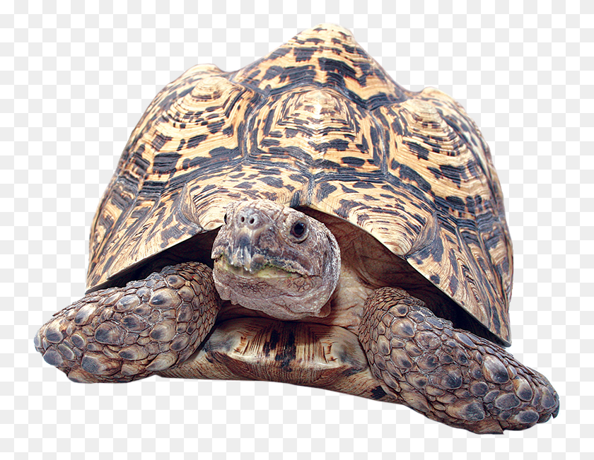 748x591 Clipart Turtle Gopher Tortoise, Reptile, Sea Life, Animal HD PNG Download