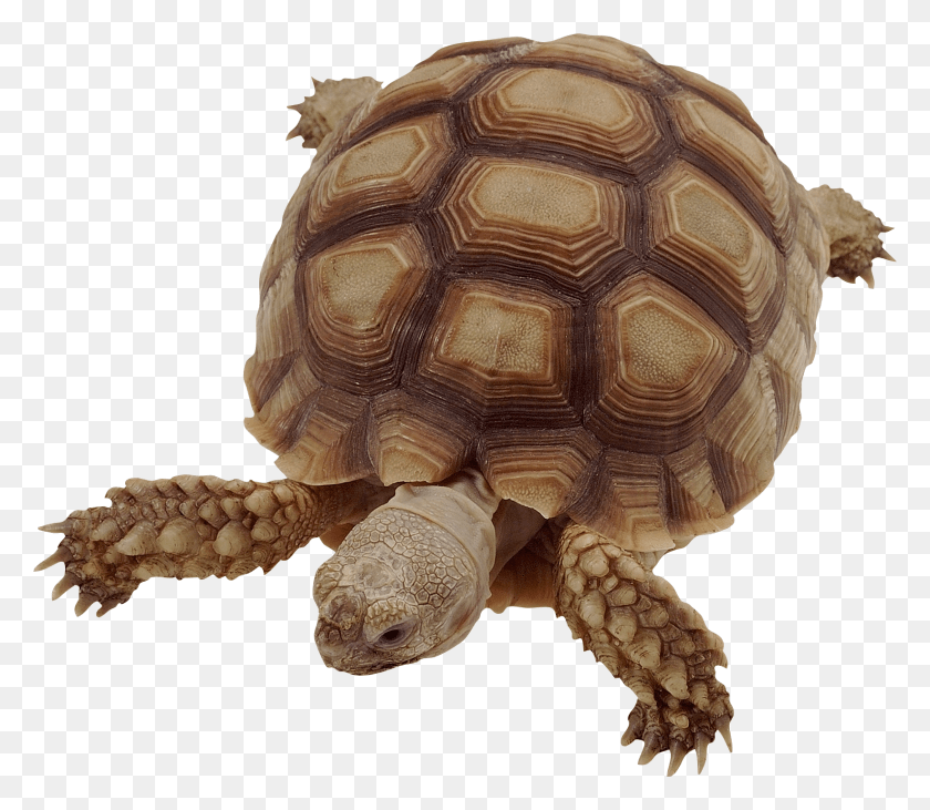 1643x1414 Clipart Turtle Gopher Tortoise Dvizhushiesya Kartinki Dlya Prezentacij Zhivotnie, Reptile, Sea Life, Animal HD PNG Download