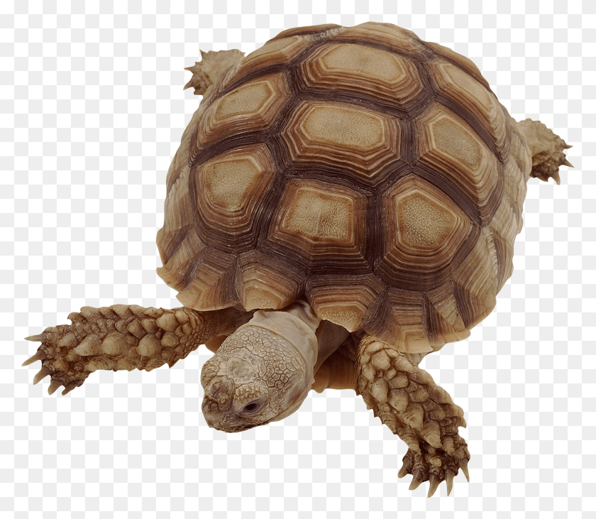 1643x1414 La Tortuga Png / Tortuga Gopher Dvizhushiesya Kartinki Dlya Prezentacij Zhivotnie Png