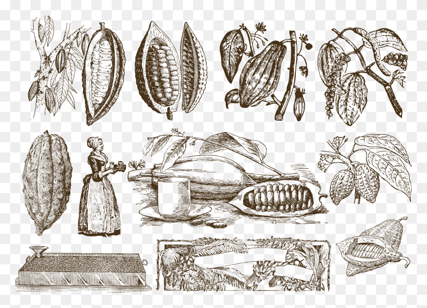 5679x3981 Клипарт Обои Blink Cacao Process Drawing, Растение, Ковер, Бронза Hd Png Скачать