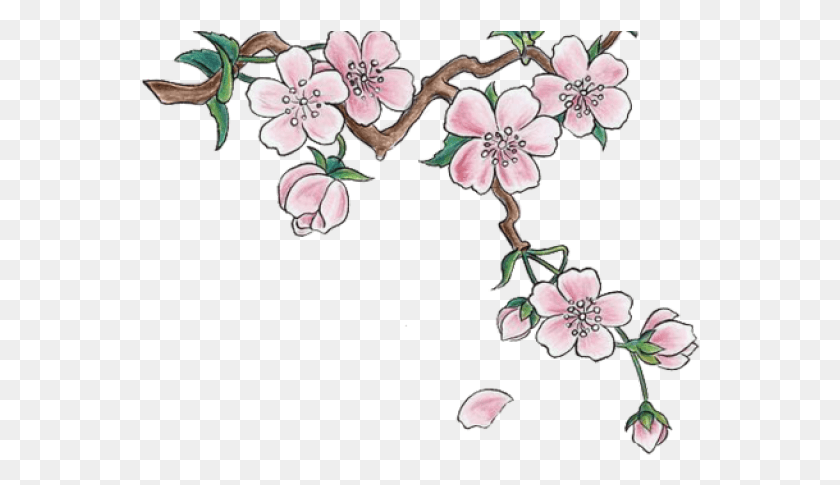561x425 Clipart Wallpaper Blink Cherry Blossom Japan Drawings, Plant, Flower, Blossom HD PNG Download