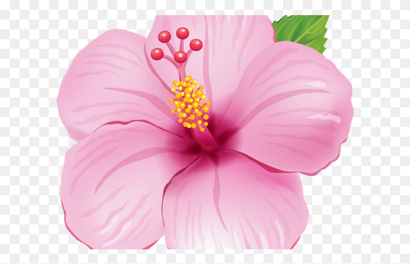 614x481 Clipart Wallpaper Blink Flores De Moana, Plant, Hibiscus, Flower HD PNG Download