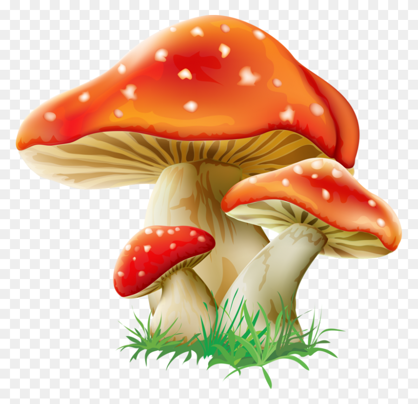 800x771 Clipart Wallpaper Blink Mushroom, Fungus, Plant, Agaric HD PNG Download