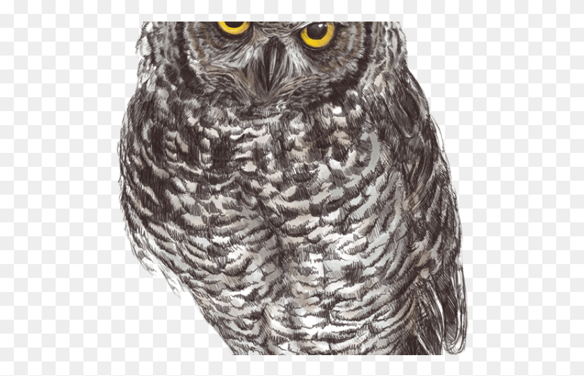 508x481 Clipart Wallpaper Blink Owl, Bird, Animal, Rug HD PNG Download