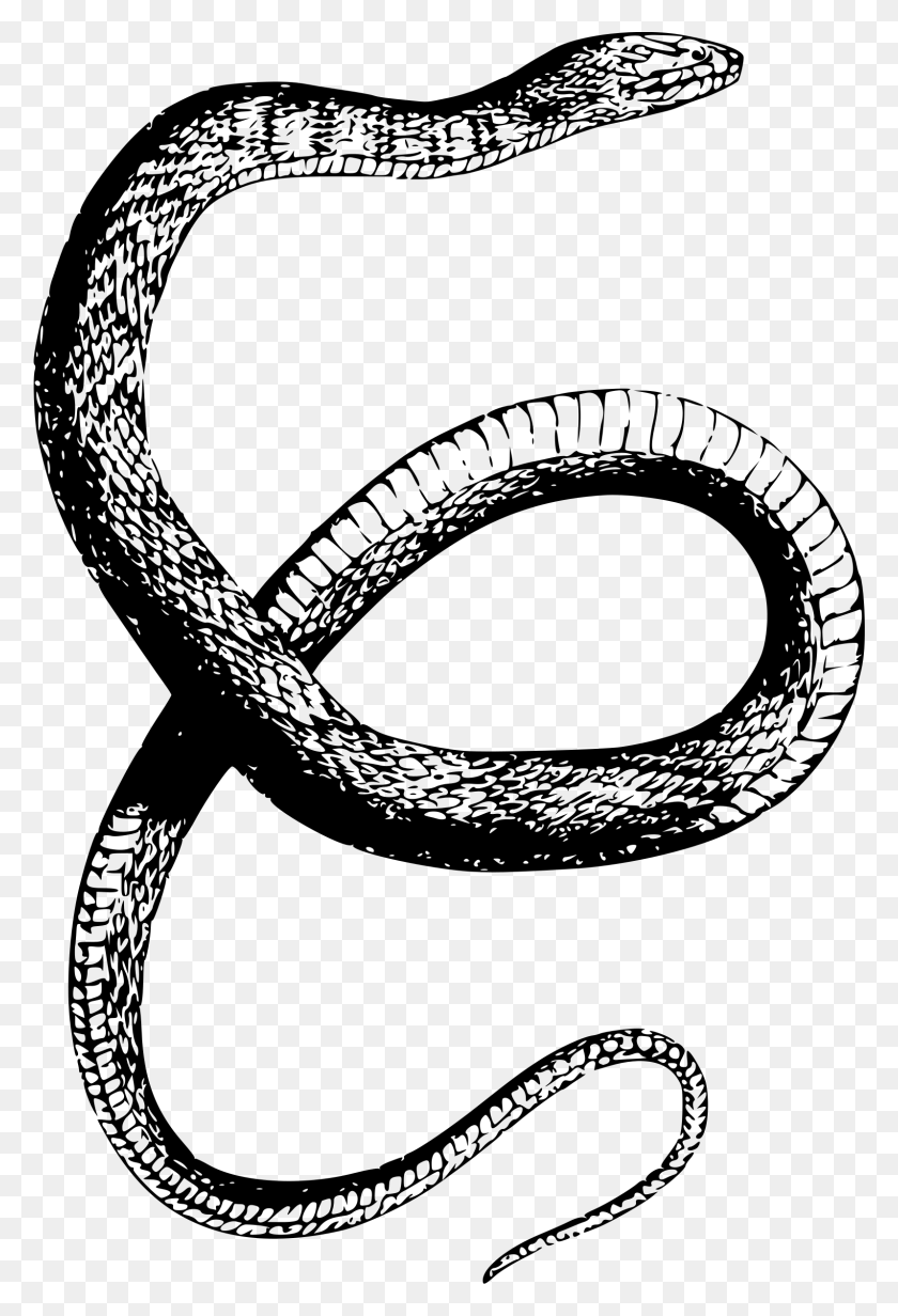 1596x2400 Clipart Water Snake Drawing, Gray, World Of Warcraft HD PNG Download