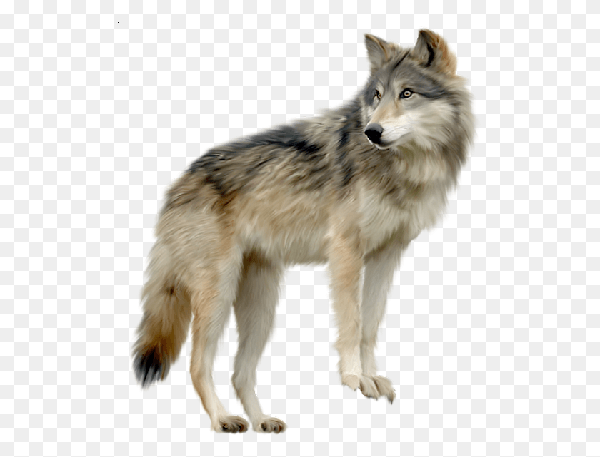 511x581 Clipart Wolf Wolf, Mammal, Animal, Dog HD PNG Download