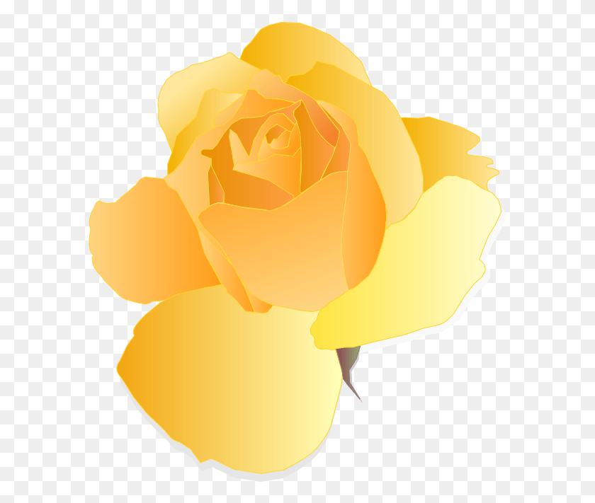 591x651 Png Желтая Роза, Роза, Цветок, Растение Hd Png Скачать