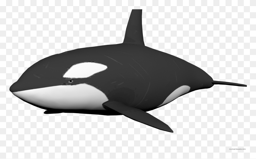 1814x1073 Clipartblack Com Animal Free Killer Whale No Background, Sea Life, Orca, Mammal HD PNG Download