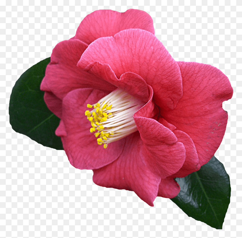 1280x1255 Вырезание Цветов Графика Цветы Розовые И Красные Прозрачные, Растение, Герань, Цветение Png Скачать
