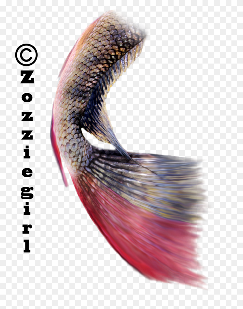 739x1010 Close Up, Bird, Animal HD PNG Download
