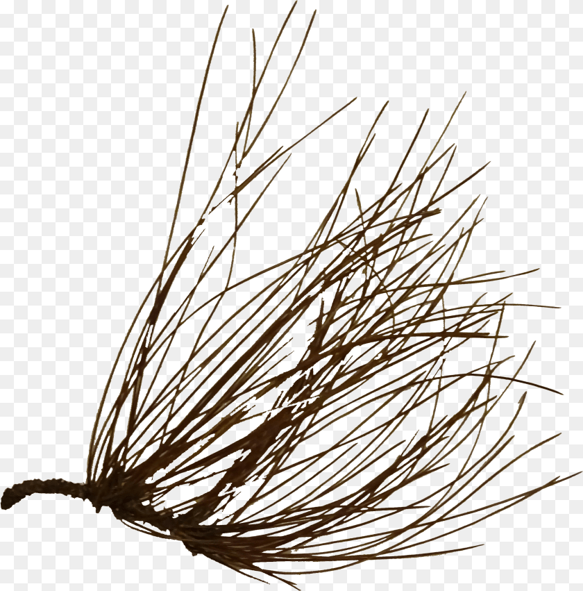 Close Up, Grass, Plant, Tree, Food Sticker PNG