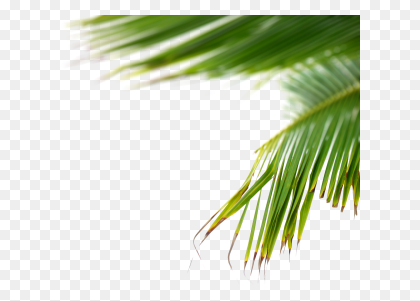 600x542 Close Up, Plant, Palm Tree, Tree HD PNG Download