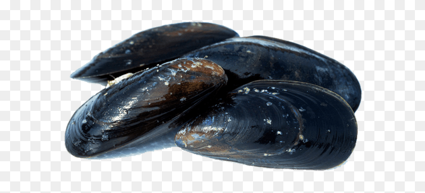 700x383 Closed Mussels, Animal, Clam, Food, Invertebrate Transparent PNG