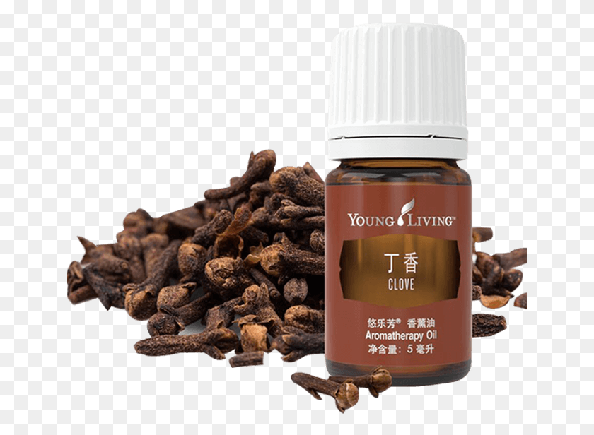 651x556 Clove Essential Oil Coffee Substitute, Plant, Mixer, Appliance HD PNG Download