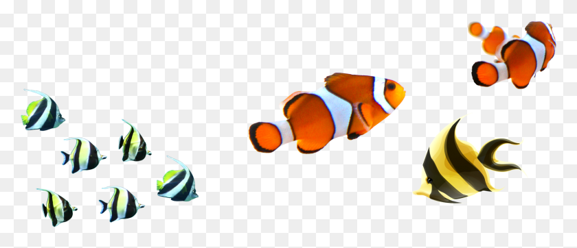 1665x646 Clown Fish, Amphiprion, Sea Life, Fish HD PNG Download