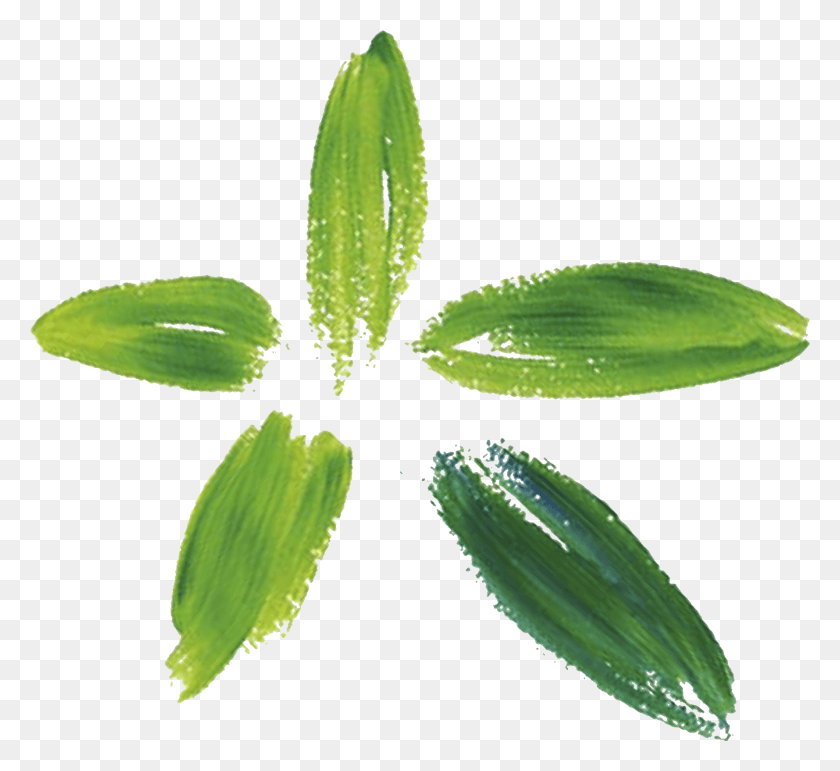 1779x1622 Clsicos Corchorus, Лист, Растение, Зеленый Hd Png Скачать