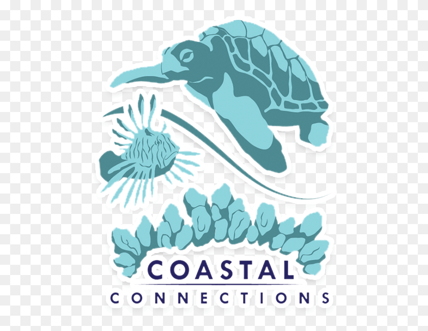 484x590 Coastal Connections Vero Beach, Sea Life, Animal, Mammal HD PNG Download