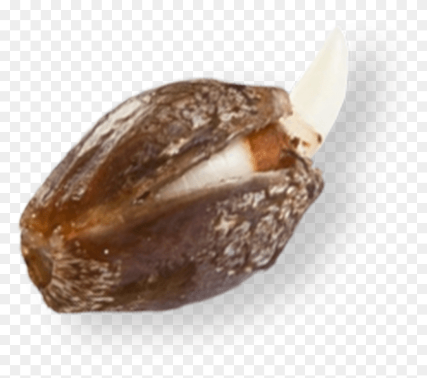 960x844 Coastal Genetics Marijuana Seeds Date Palm, Plant, Nut, Vegetable HD PNG Download