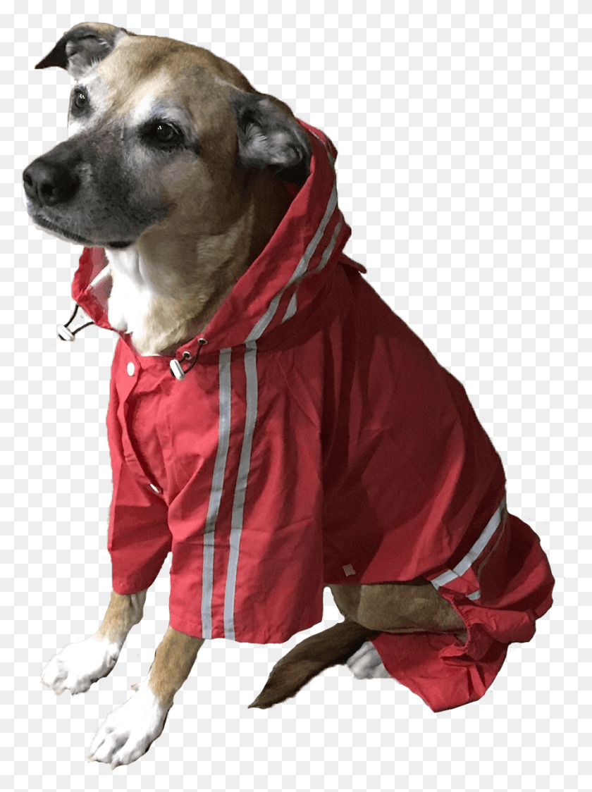 895x1221 Coat Companion Dog, Clothing, Apparel, Jacket HD PNG Download