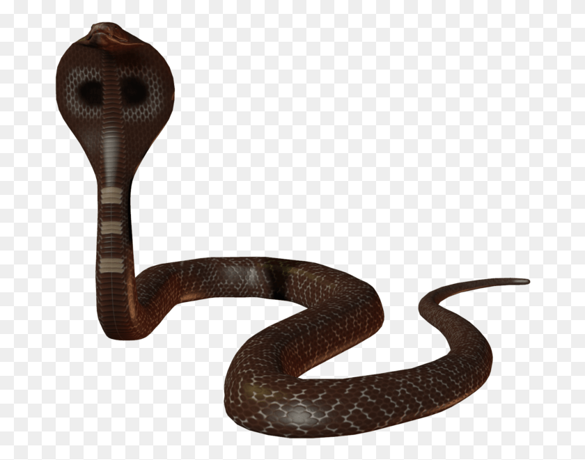 684x601 Cobra Ayurveda Pulse Diagnosis, Snake, Reptile, Animal Descargar Hd Png