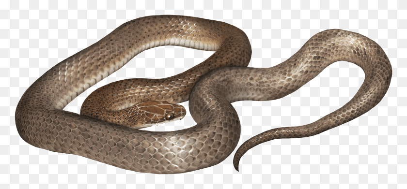 1944x827 Кобра Бесплатные Новые Виды Змей, Найденные Внутри Другой Змеи, Рептилия, Животное Png Скачать