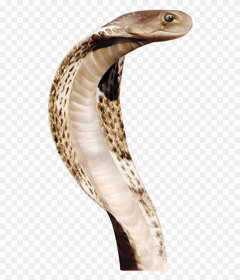 512x918 Cobra Head Snake Anaconda, Reptile, Animal HD PNG Download