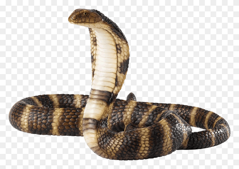 1401x959 Cobra Snake, Reptile, Animal HD PNG Download