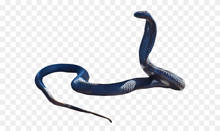 577x440 La Serpiente Cobra Png / Serpiente Png