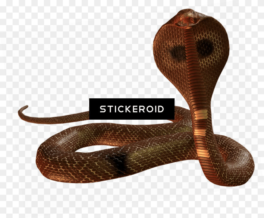 1113x920 Cobra Snake Indian Cobra, Animal, Reptile Clipart PNG