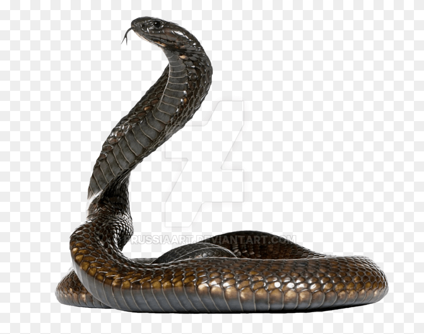 702x602 La Serpiente Cobra En Un Fondo Transparente Por Prussiaart Dasxw4G Serpiente Sin Fondo, Reptil, Animal Hd Png