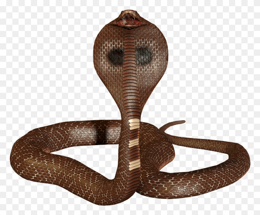 985x803 Cobra Snake Snake, Reptile, Animal HD PNG Download
