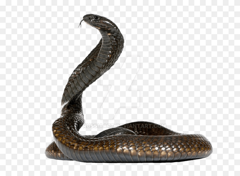 800x618 Cobra Snake Snake On Background, Animal, Reptile Sticker PNG