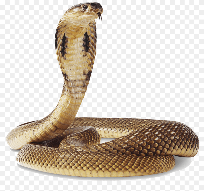 1920x1790 Cobra Snake Transparent Background Snake, Animal, Reptile PNG